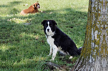 Overnight dog boarding