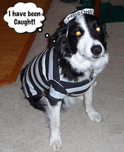 dogs